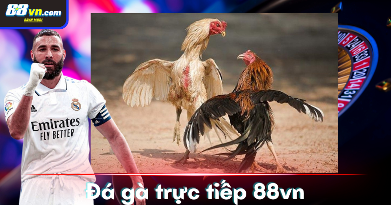 Khái niệm về đá gà trực tiếp là gì?