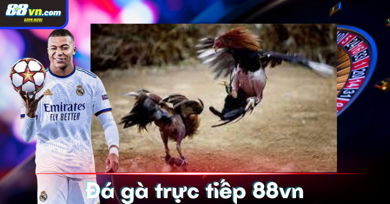 Địa chỉ xem đá gà trực tiếp chất lượng uy tín