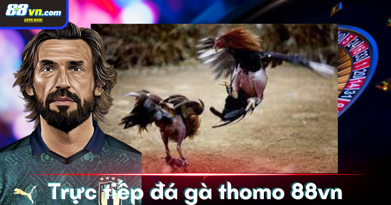 Đá gà Thomo - Loại hình giải trí hợp pháp đặc sắc