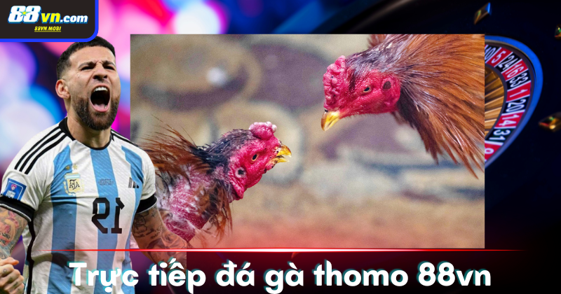 Trực tiếp đá gà Thomo tại 88vn